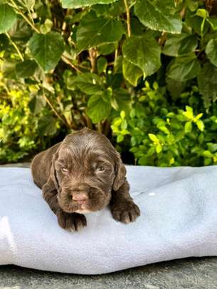 Spaniels🤍 image 4