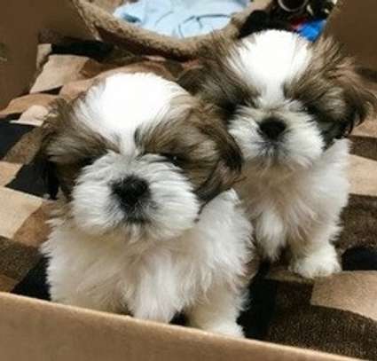 Gorgeous shih Tzu puppies available image 1