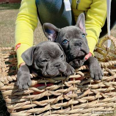 AKC quality French Bulldog Puppy for free adoption!!! image 1
