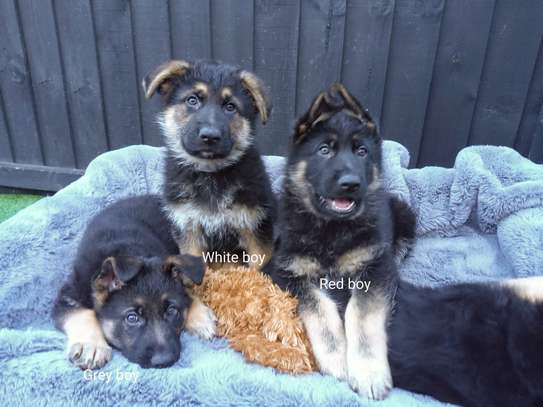 Blue and tan german shepherd puppies for sale clearance