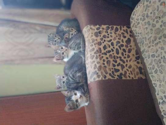 shorthair kittens ready for rehoming image 2