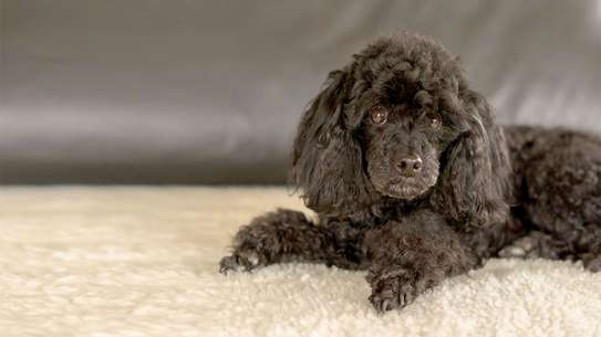 We'll Take Care of Your Dog - Dog Grooming Services image 5