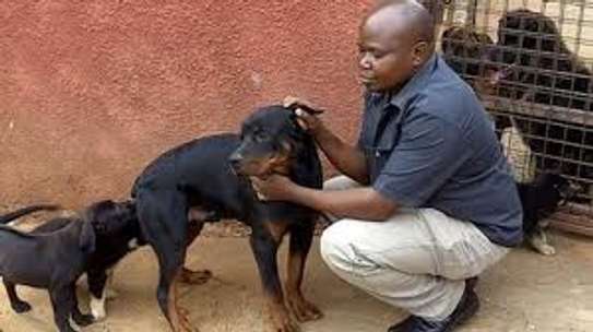 Puppy & Dog Training Services - Best dog training in Kenya. Certified and Professional Dog Trainers help you train your puppy, young dog, and adult dog. image 5