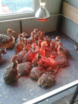 OSTRICH CHICKS FOR SALE. image 1