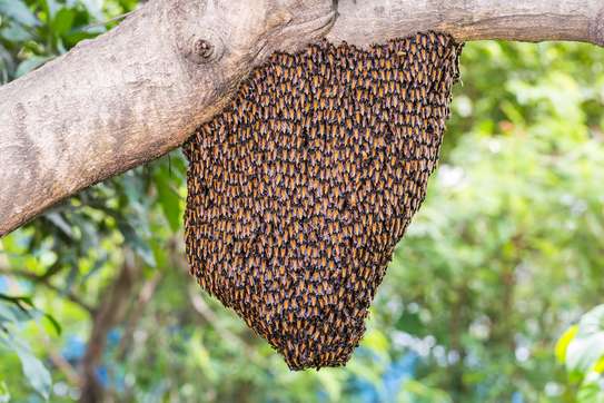 Honey Bee Services | Bee Removal Services/Bee Control/Honey Bee  Removal & Control Services. image 3