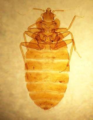 Cockroach, Bed bug, Flies, Ants, Rat & Termite Pest control image 1