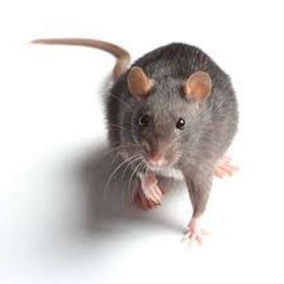 Rat Control: Expert Treatment for Rat Infestations Nairobi image 8