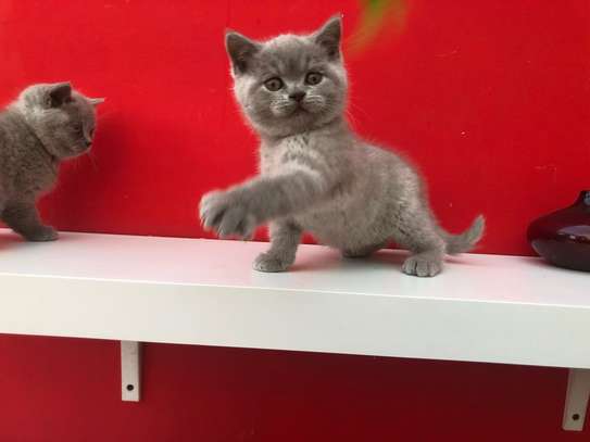 Last British Shorthair Kittens Available GCCF Registered image 1