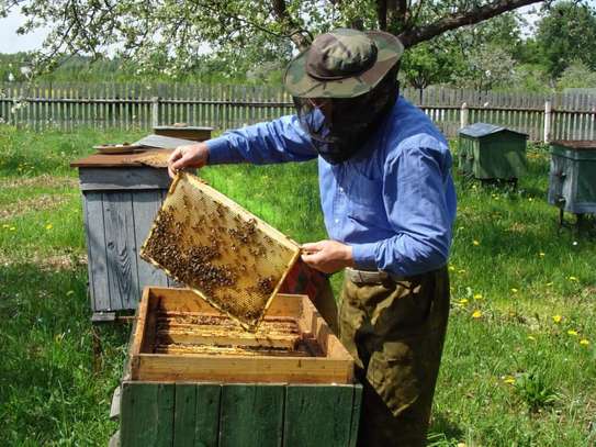 Beekeeping Service | From hive installation to honey harvesting, we provide everything that makes home beekeeping a simply beautiful pleasure for you.Call Us for Information image 8