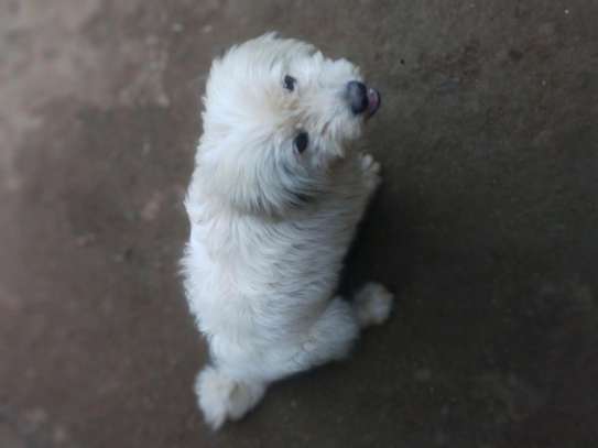 Romanian Mioritic male puppy image 3
