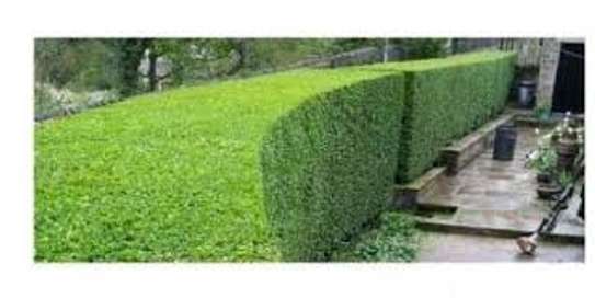 Garden Service & Landscaping - Hedge cutting services image 13
