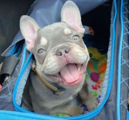 Beautiful French bulldog puppy ready for a new home image 1