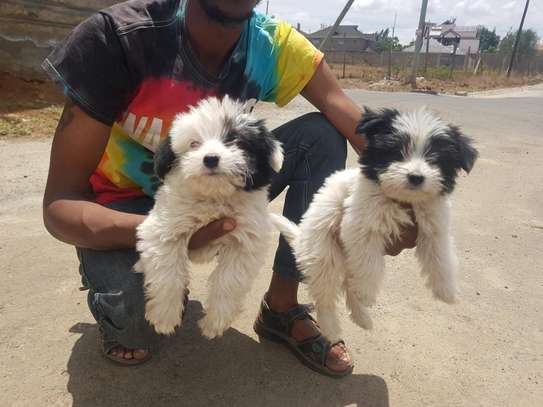 3 months old maltese breed puppies image 3