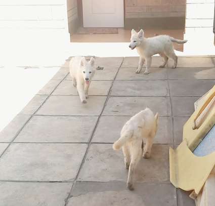 White Swiss Shepherd puppies image 3