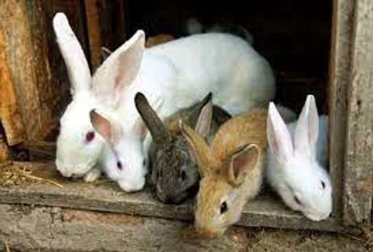 rabbits image 4