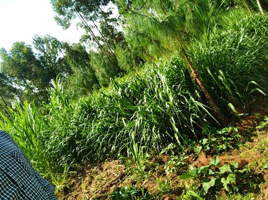 Australian red napier image 8
