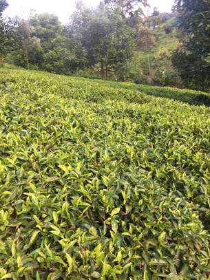 5 acres Tea plantation Kagwe image 1
