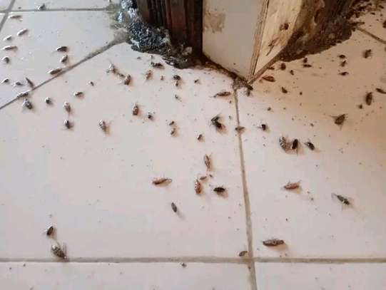 Cockroach, bedbugs fumigation service image 2