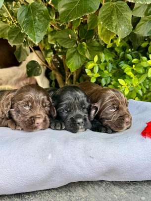 Spaniels🤍 image 3