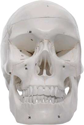 HUMAN SKULL ANATOMY MODEL PRICES IN KENYA FOR SALE image 4