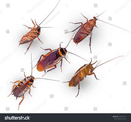 Fumigation Solutions for Cockroaches, Termites Mosquitoes image 9