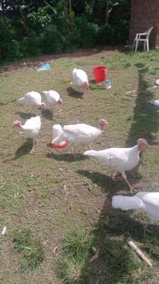 Poultry Incubators & Equipment image 7