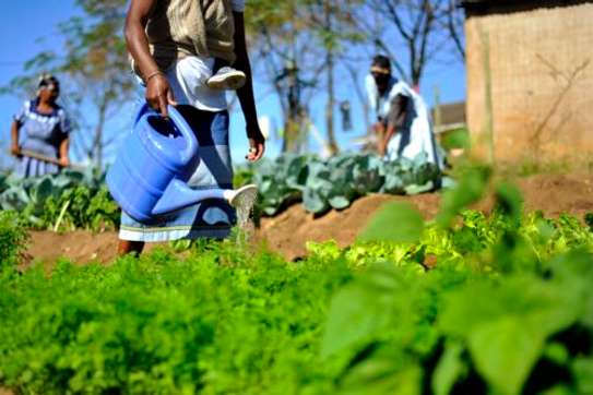 Cleaners & gardening Services Mombasa,Kisauni, Mjambere,Junda,Bamburi,Mwakirunge,Mtopanga,Magogoni,Shanzu ,Nyali, Frere Town,Ziwa La Ng'ombe,Mkomani,Kongowea,Kadzandani Likoni, Mtongwe,Shika Adabu,Bofu,Likoni,Timbwani, Mvita, Mji wa Kale, Makadara,Tudor,Tononoka,Shimanzi, Ganjoni,Majengo,Mombasa County, Kwale County, Kilifi County, Tana River County, Lamu County, Taita-Taveta County image 10