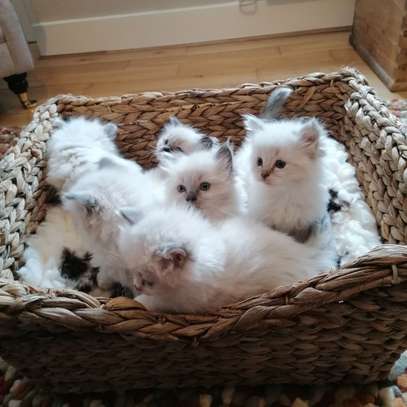 Ragdoll kittens for re-homing. image 1