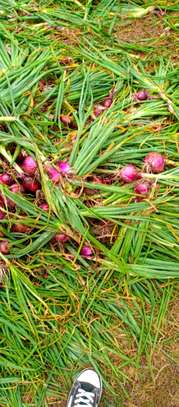 PLOT FOR SALE IN RUMURUTI image 3