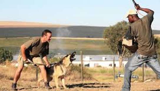 Dog training and behaviour specialists Karen Runda Nyari image 9