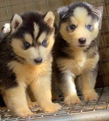 Siberian huskies pups blue eyes image 1