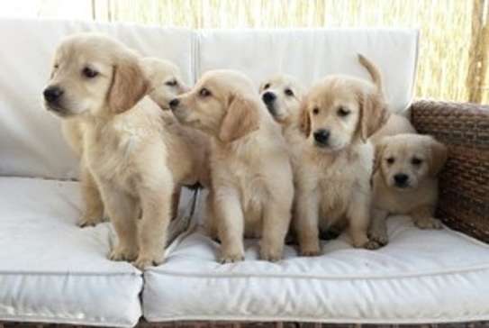 Golden Retriever puppies for adoption. image 1