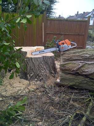 Tree Felling & Removal Professionals.Lowest Price Guarantee. image 5