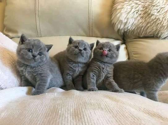 British shorthair kittens image 2