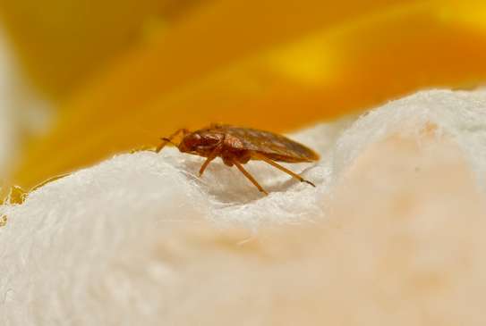 Cheap bed bug fumigation services Lucky Summer /Korogocho image 2