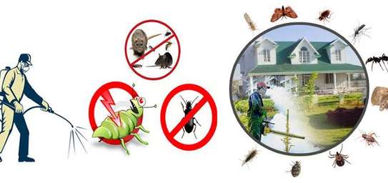 Fumigation and pest control services image 3