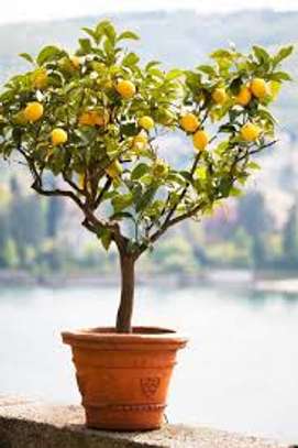 Plant A Lemon Tree In Your Backyard ! image 10