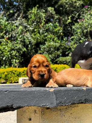Cocker spaniel image 3
