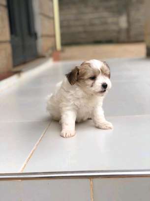 Havanese image 4