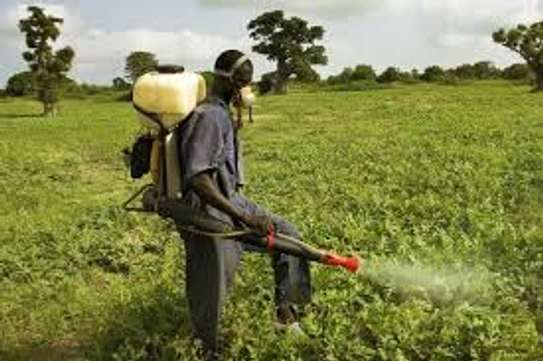 Kikuyu Pest & Fumigation Experts |  Bestcare FM image 5