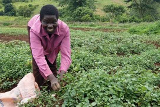 Professional Domestic Help Services in MURANGA image 13