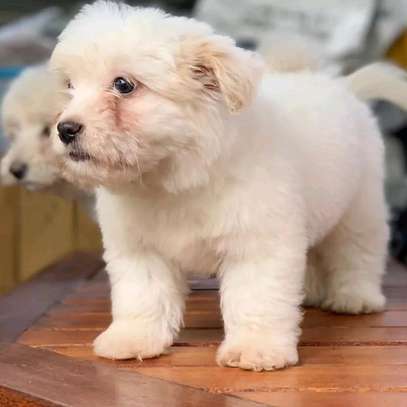 Maltese Terrier puppies. image 2