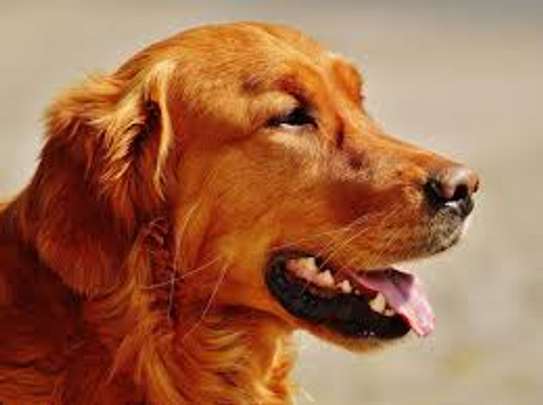 Dog training - Nairobi's Finest Pet Training Services image 4