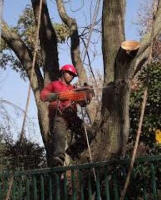 24 HR Tree trimming & pruning|Tree removal|Emergency tree services.Free quote image 4