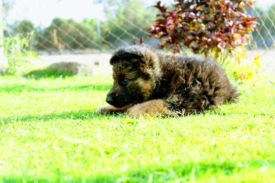 Dogs image 2