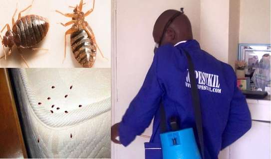 Hire Reliable Fumigation & Pest Control Services Company Nairobi | Call in our experts today. We Are 24/7 image 6