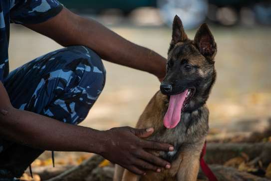 Best dog training in Nairobi-In-home dog training in Nairobi image 1