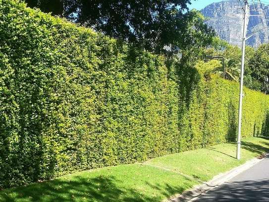 Hedge Planting Services.Vetted & Trusted Professionals.Low price  guarantee. image 7