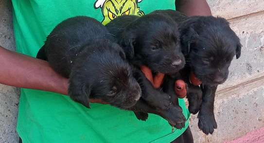 1-3 months old Black Labrador retriever puppies image 4