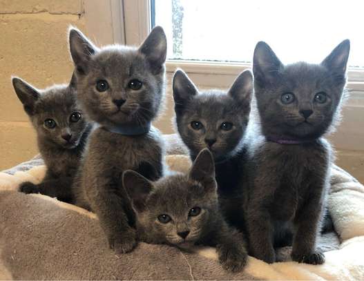 Russian Blue kittens for sale. image 1